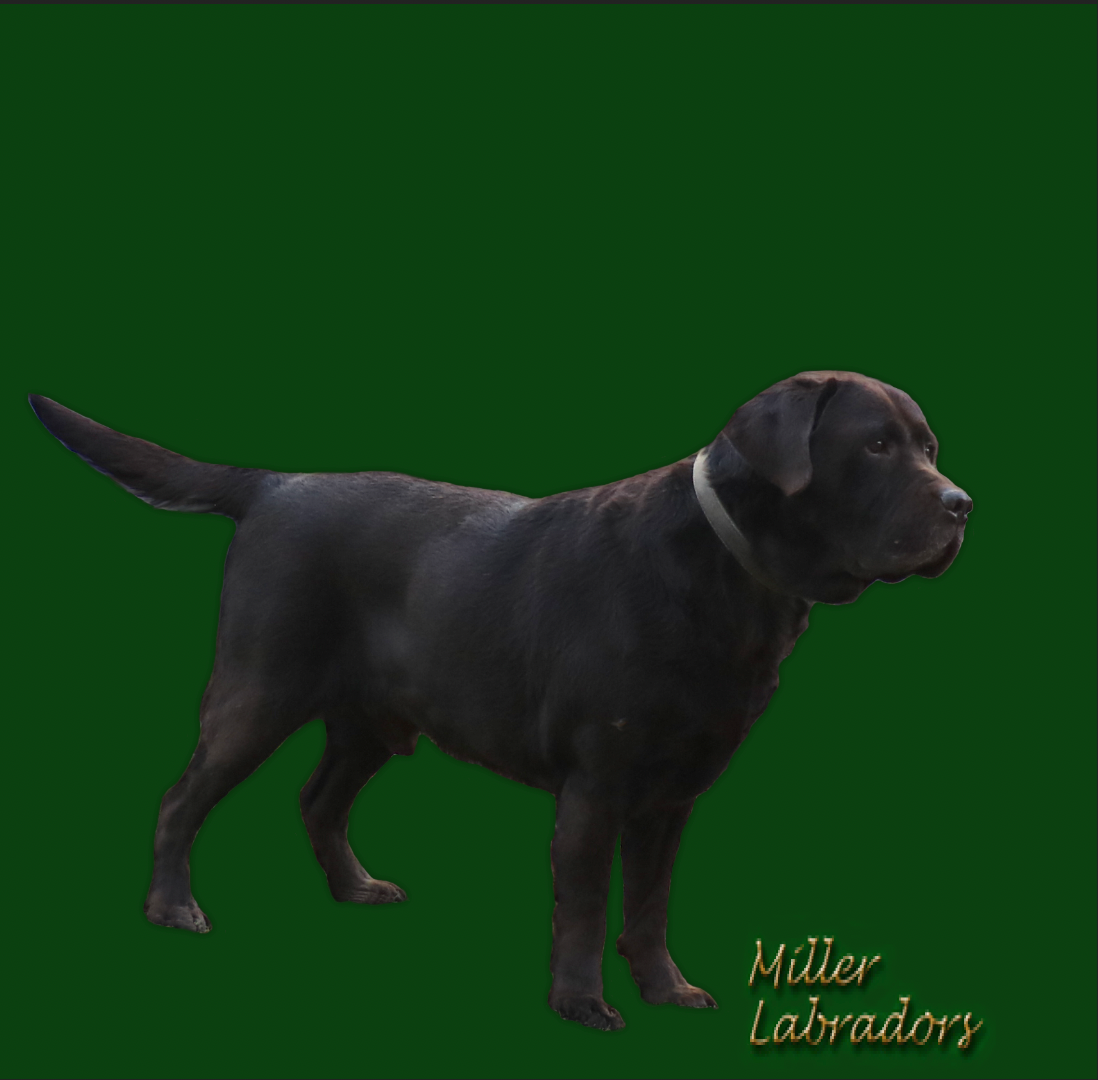 Gunner Labrador Retriever