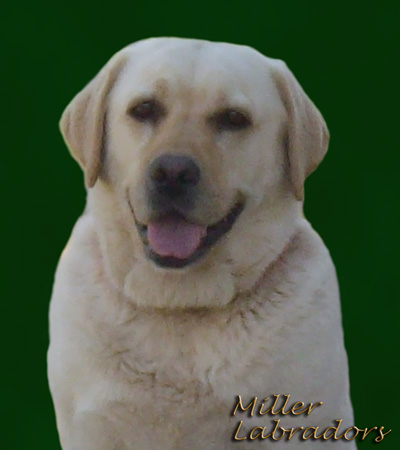 Candy Labrador Retriever