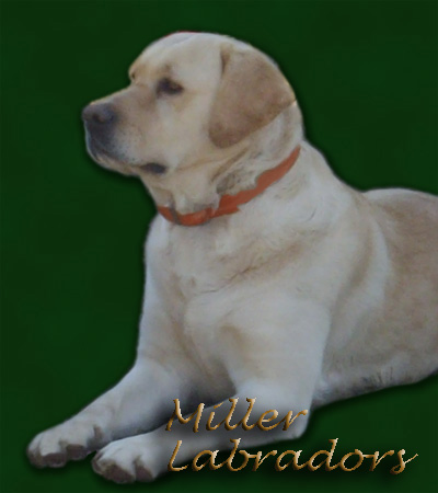 Hope Labrador Retriever