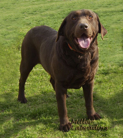 Sadie Labrador Retriever